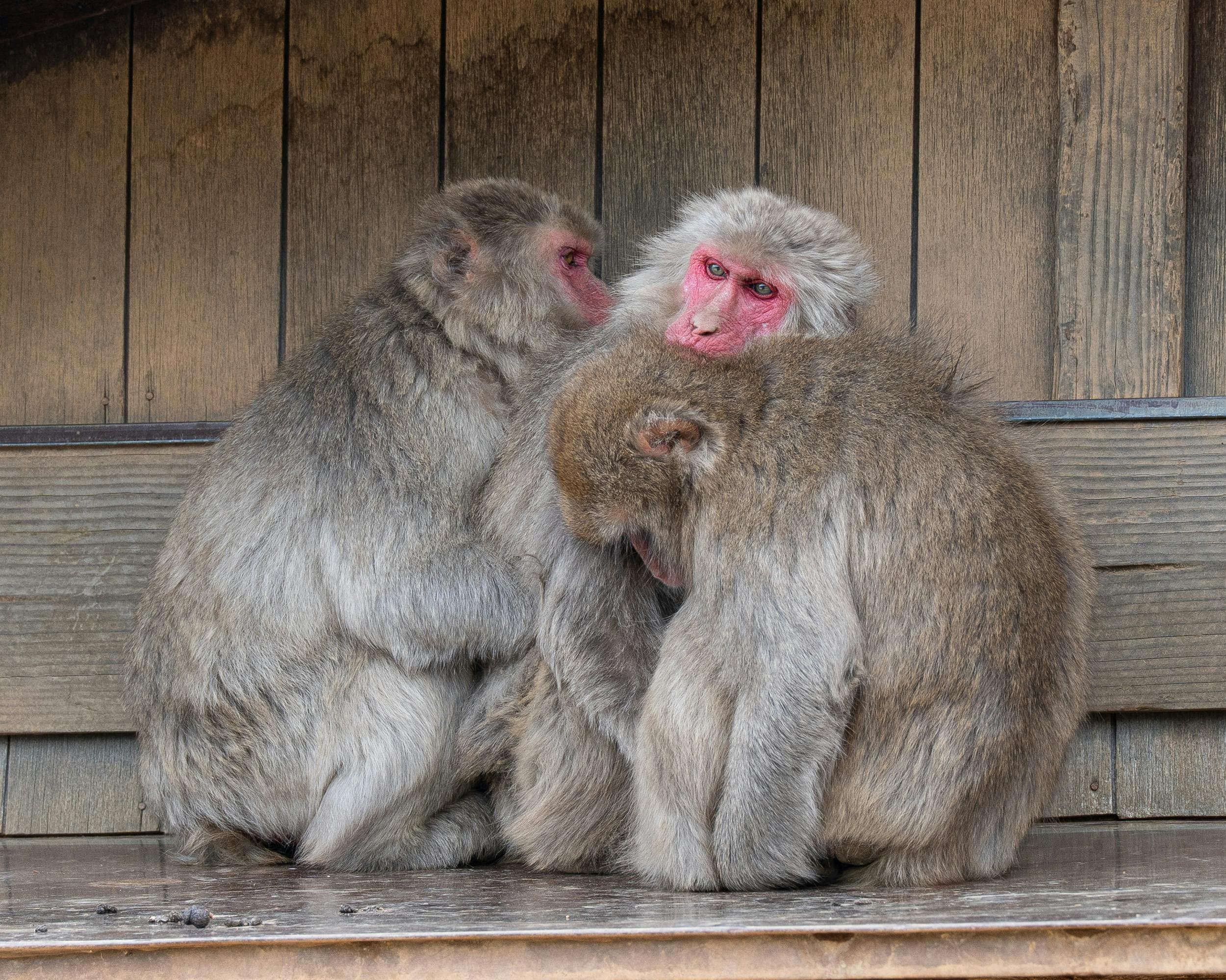 Two monkeys sit close together on a wooden platform, engaged in grooming behavior, surrounded by a rustic wooden backdrop.