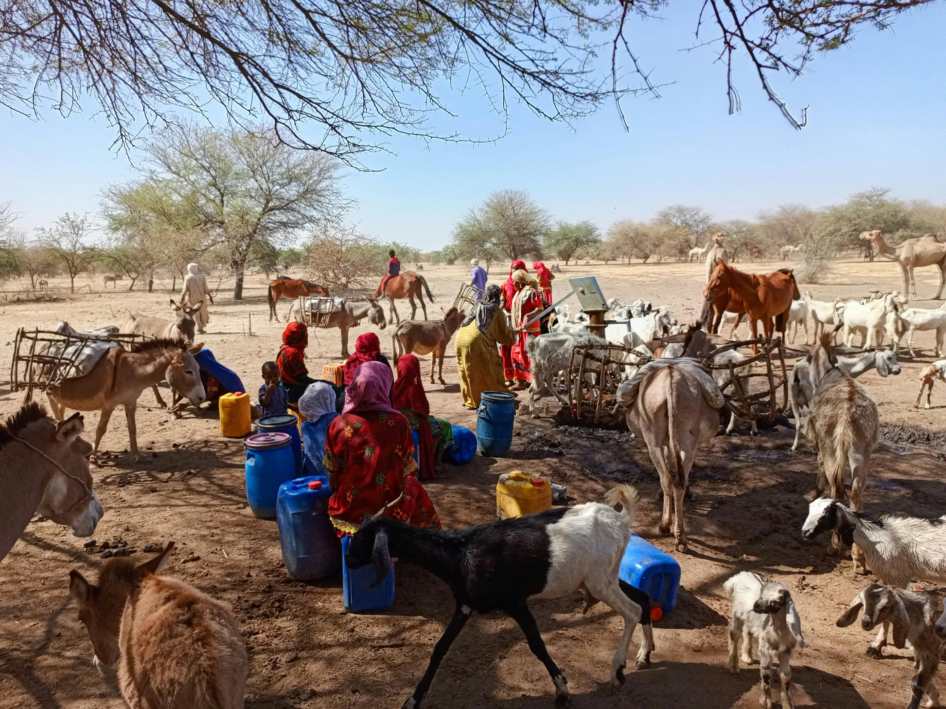A rural scene with people in colorful attire gathering water, surrounded by various livestock and arid landscape dotted with trees.
